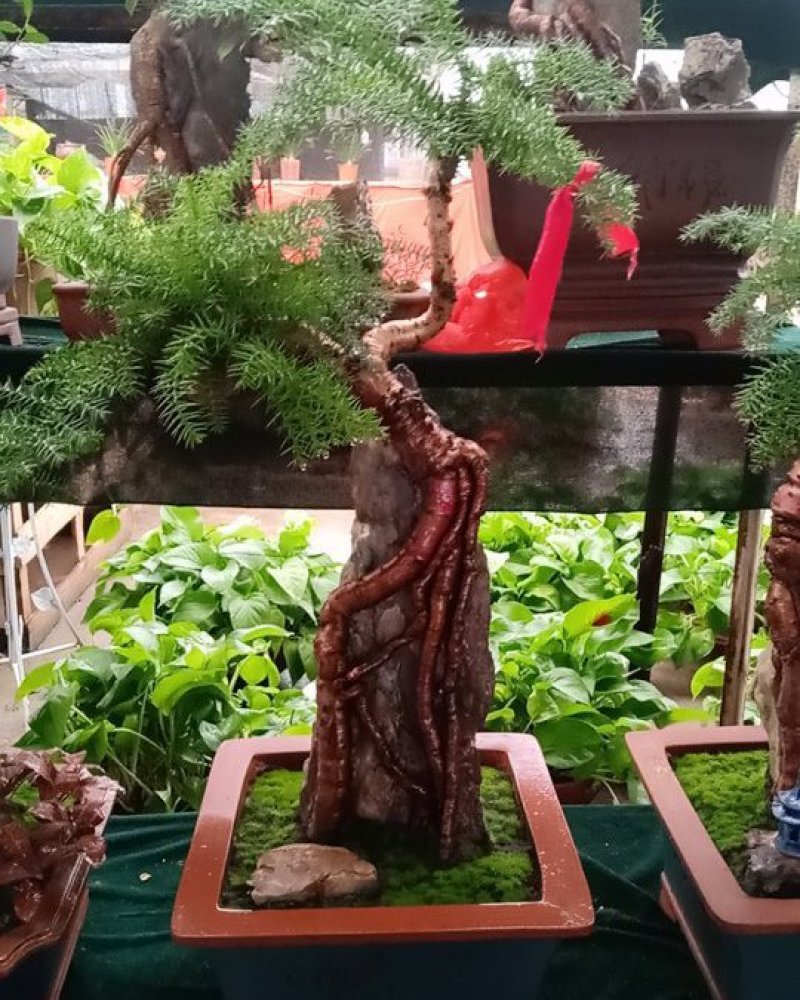 花卉盆景可视频定货支持线上保障交易
