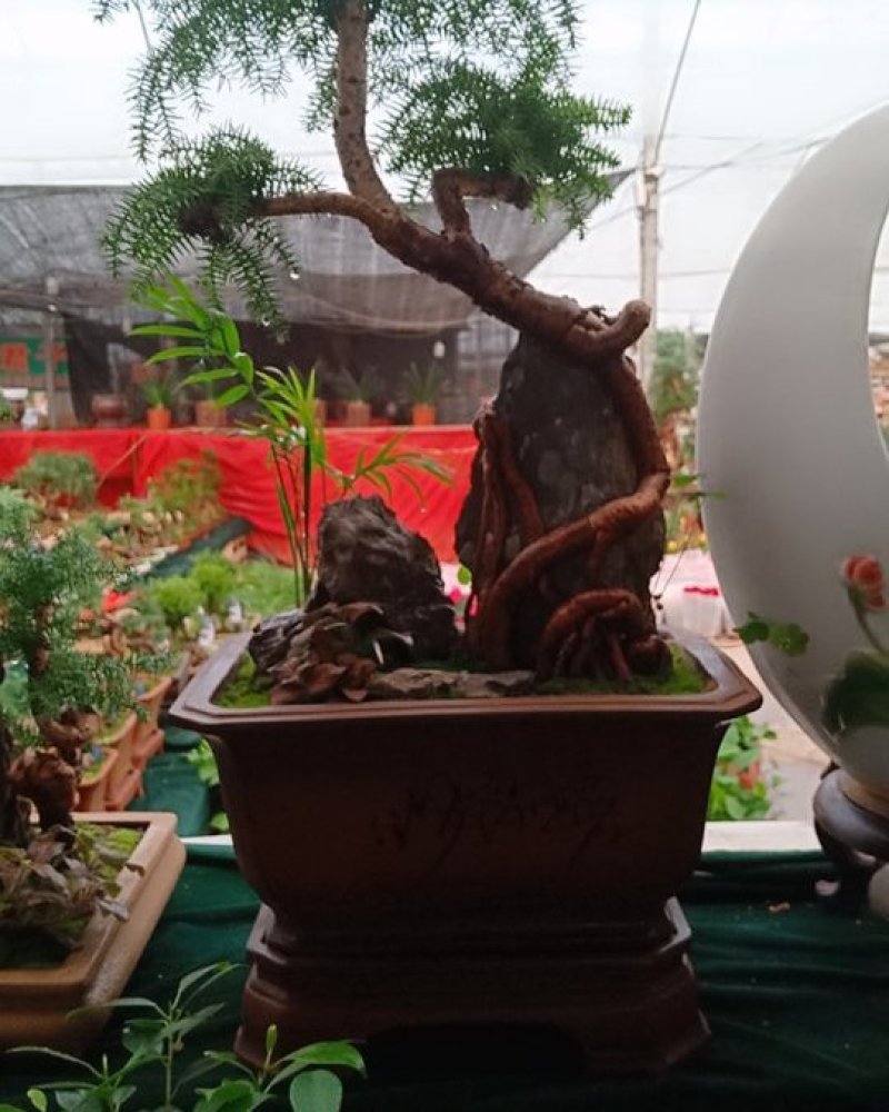 花卉盆景可视频定货支持线上保障交易
