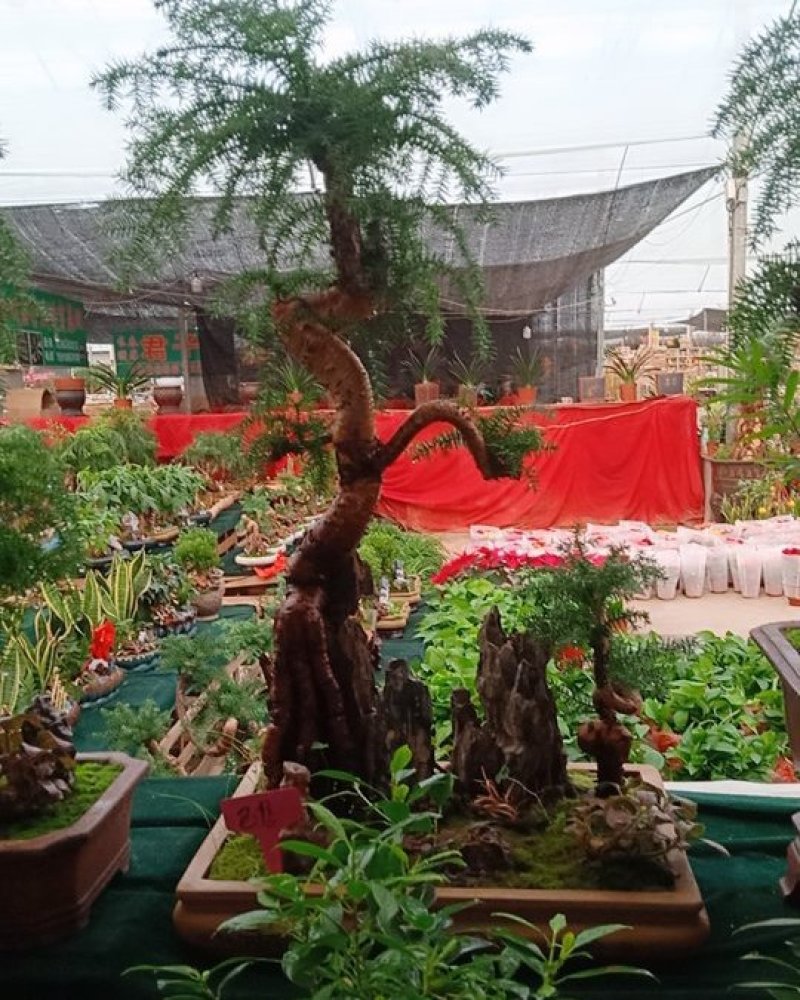 花卉盆景可视频定货支持线上保障交易