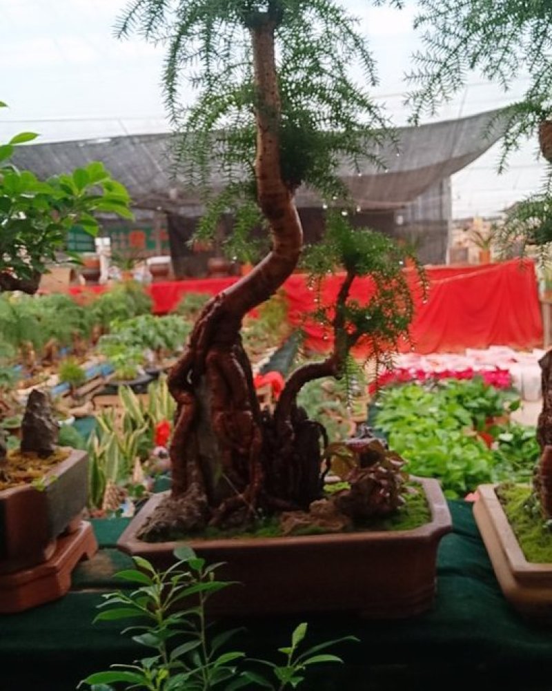 花卉盆景可视频定货支持线上保障交易