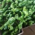 山东鲜辣椒，芜湖椒15~20厘米微辣，果形好