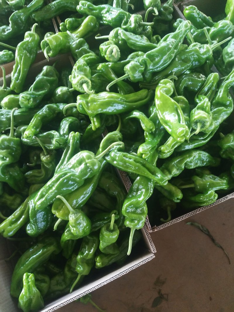 山东鲜辣椒，芜湖椒15~20厘米微辣，果形好