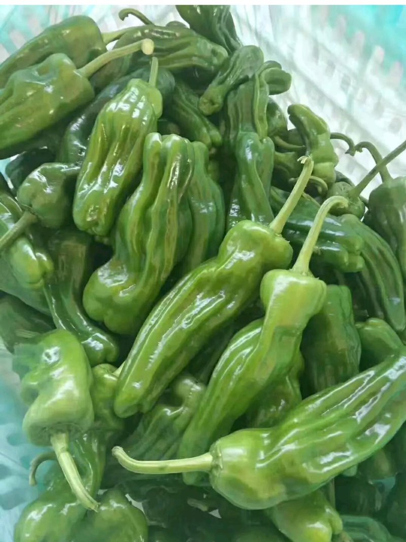 山东鲜辣椒，芜湖椒15~20厘米微辣，果形好