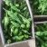 山东鲜辣椒，芜湖椒15~20厘米微辣，果形好