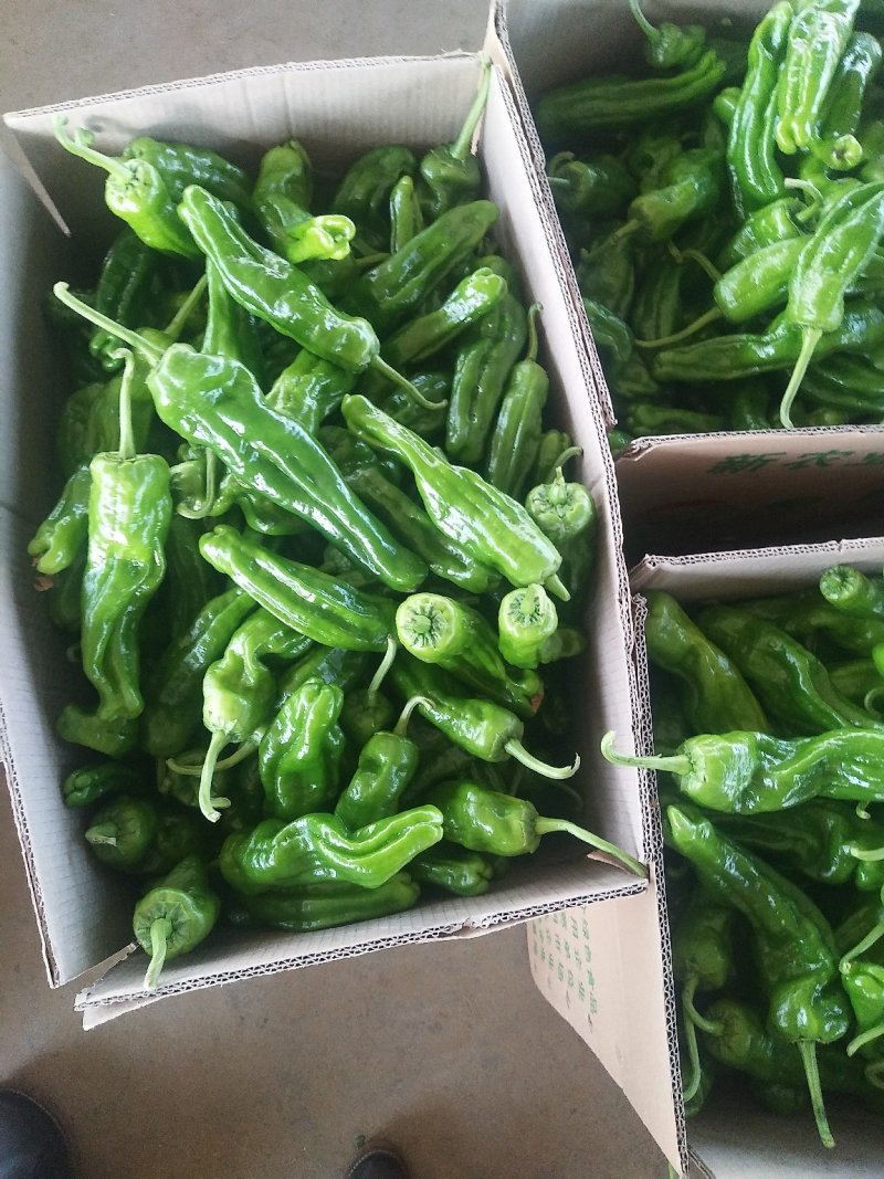 山东鲜辣椒，芜湖椒15~20厘米微辣，果形好