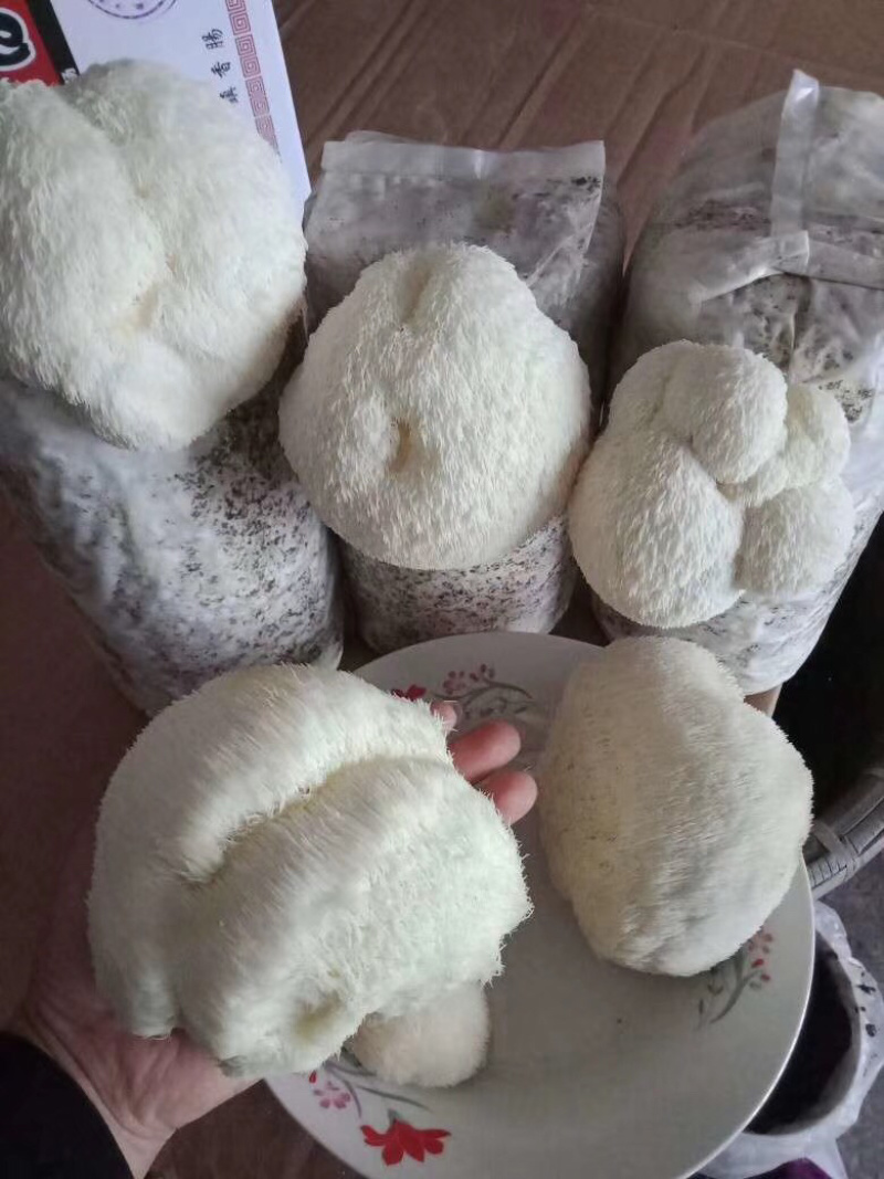 食用菌菌种，蘑菇种植包，三级种栽培种，