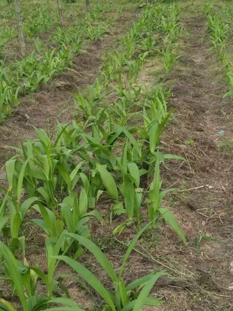 紫花三叉白芨块茎苗，基地供应芽头多产量高