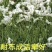 四季青草坪草皮马尼拉草皮高羊茅草皮质量非常好