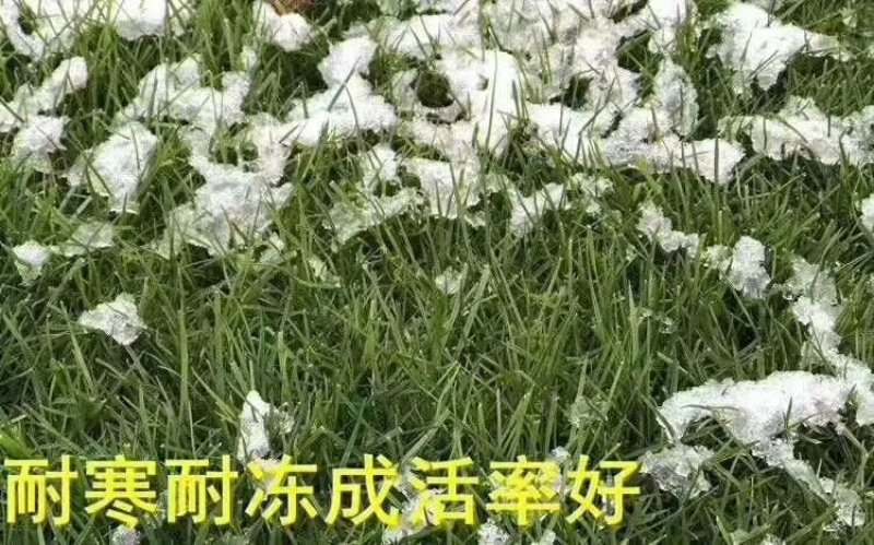 四季青草坪草皮马尼拉草皮高羊茅草皮质量非常好