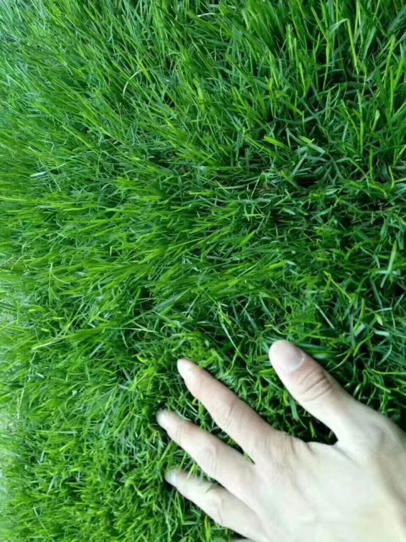 四季青草坪草皮马尼拉草皮高羊茅草皮质量非常好