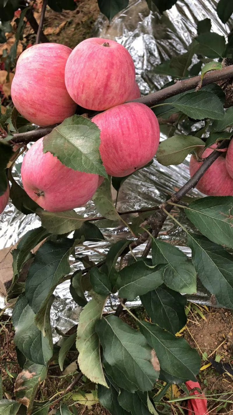 绥中精品寒富苹果大量上市，个大色好皮毛亮。