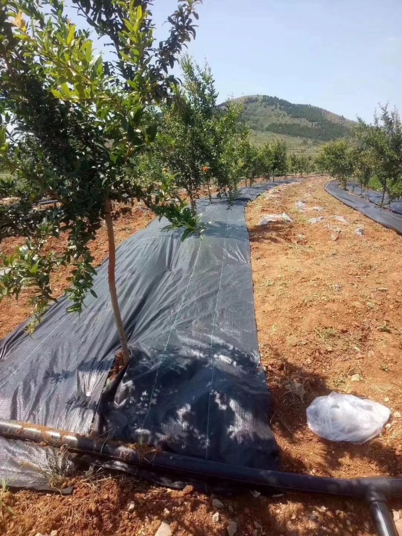 果树防草布可使用3-5年农场防草地布生产厂家直销