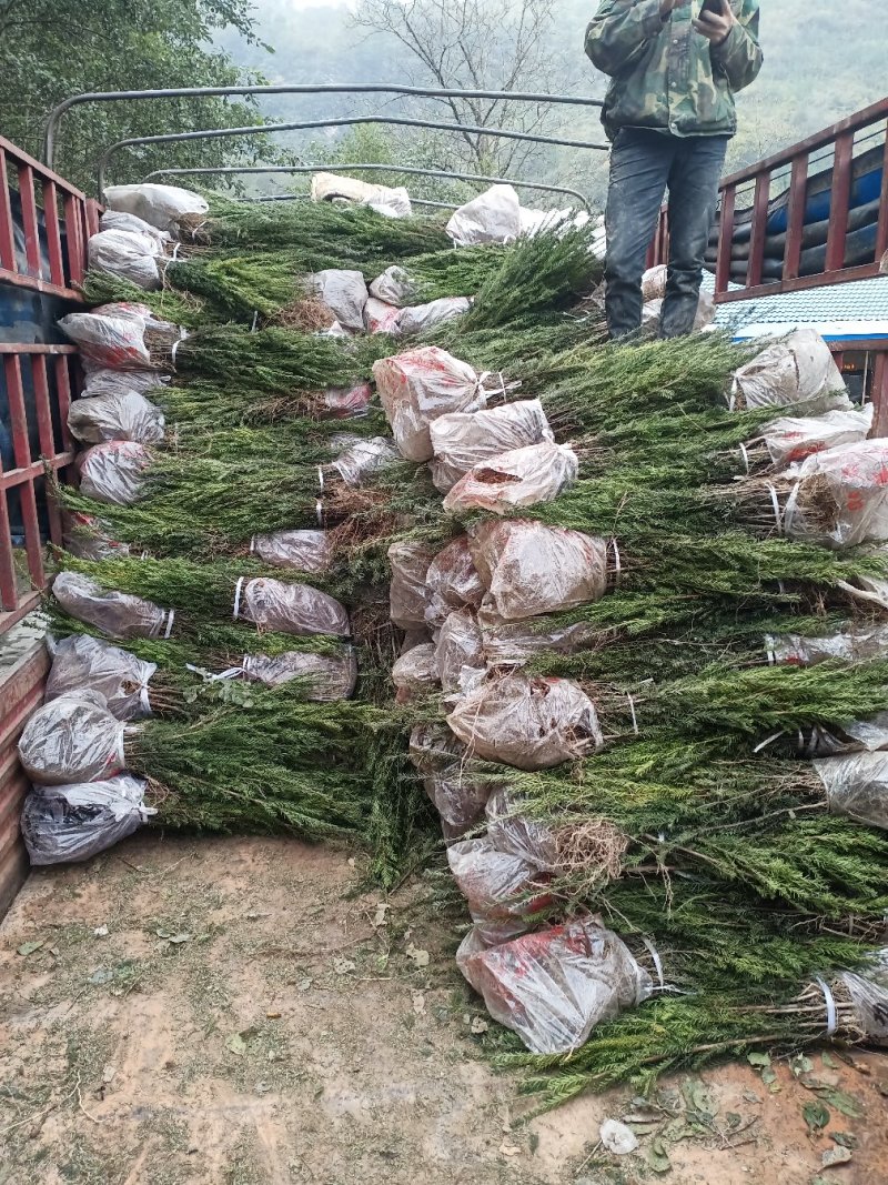 红豆杉四川曼地亚红豆杉小苗！兄弟苗圃直销中！无中间商！