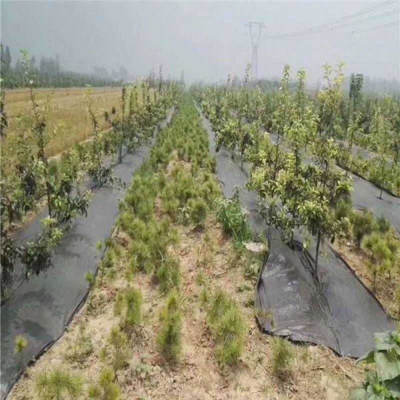 蔬菜防草布果树种植防草布可自然降解防草布山东老店