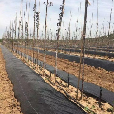 蔬菜防草布果树种植防草布可自然降解防草布山东老店