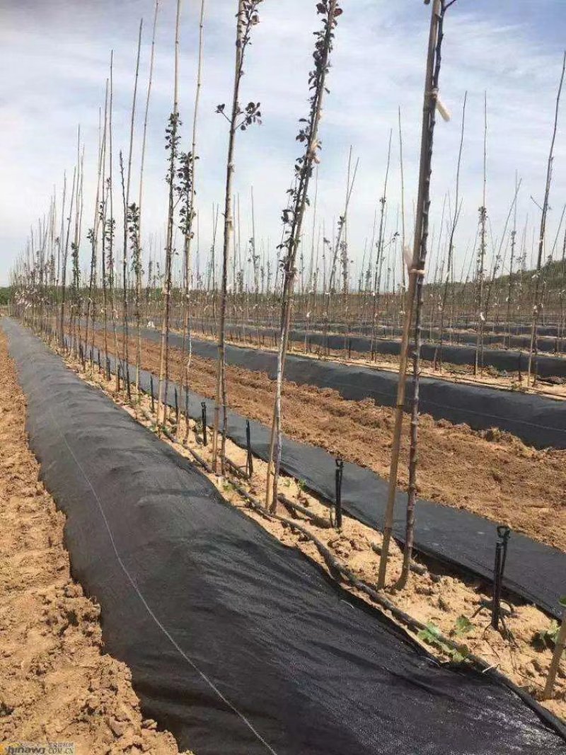 蔬菜防草布果树种植防草布可自然降解防草布山东老店