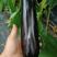 茄子苗大龙布利塔117新品种1618黑宝快圆绿冠白茄