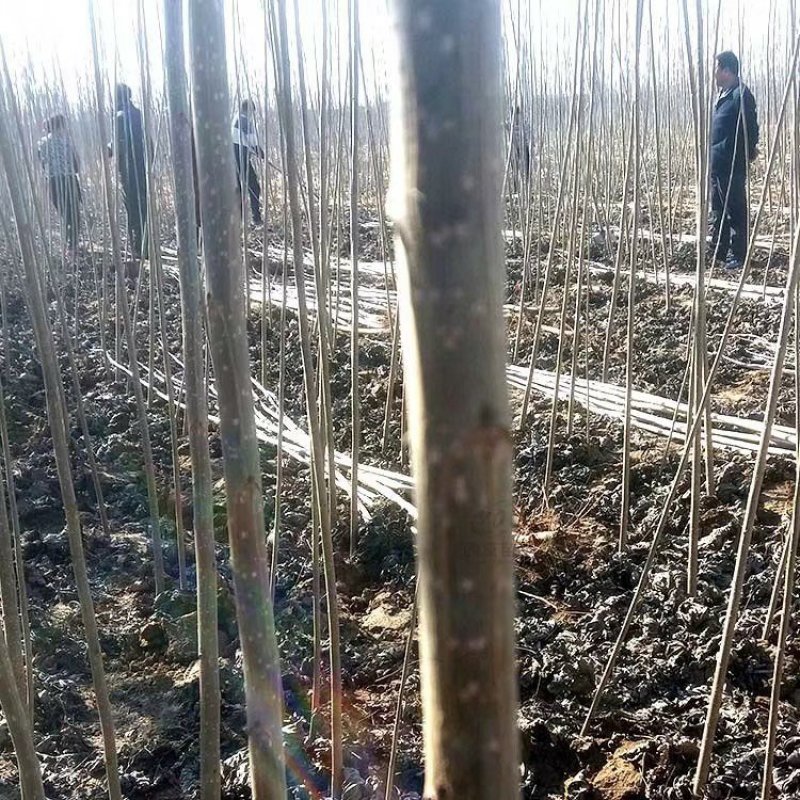 无絮杨树苗规格齐全速生杨树苗107白杨树苗百亩基地