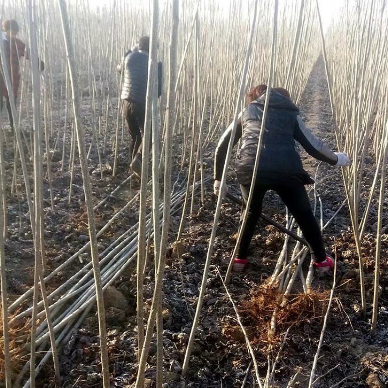 无絮杨树苗规格齐全速生杨树苗107白杨树苗百亩基地