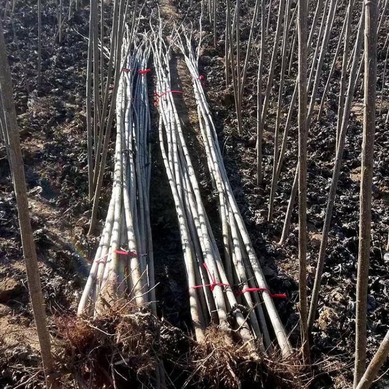 无絮杨树苗规格齐全速生杨树苗107白杨树苗百亩基地