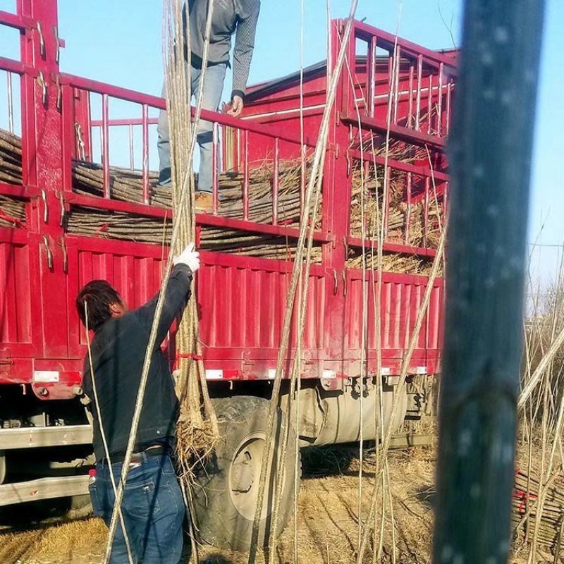 无絮杨树苗规格齐全速生杨树苗107白杨树苗百亩基地