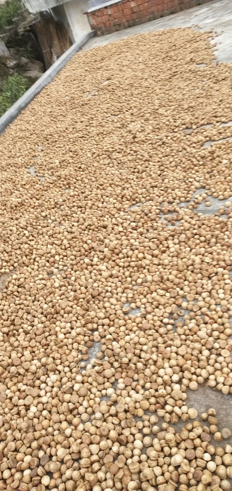 特级大野生风流果干货，无硫，纯太阳晒干靓货