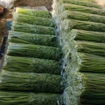 盘锦市劈掰芹菜一手货源产地批发保质保量长期供应