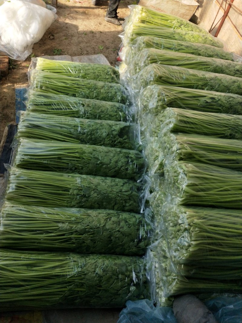 盘锦市劈掰芹菜一手货源产地批发保质保量长期供应
