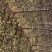 占地桃树，456公分占地桃树，678公分桃树，保证质量