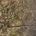 占地桃树，456公分占地桃树，678公分桃树，保证质量