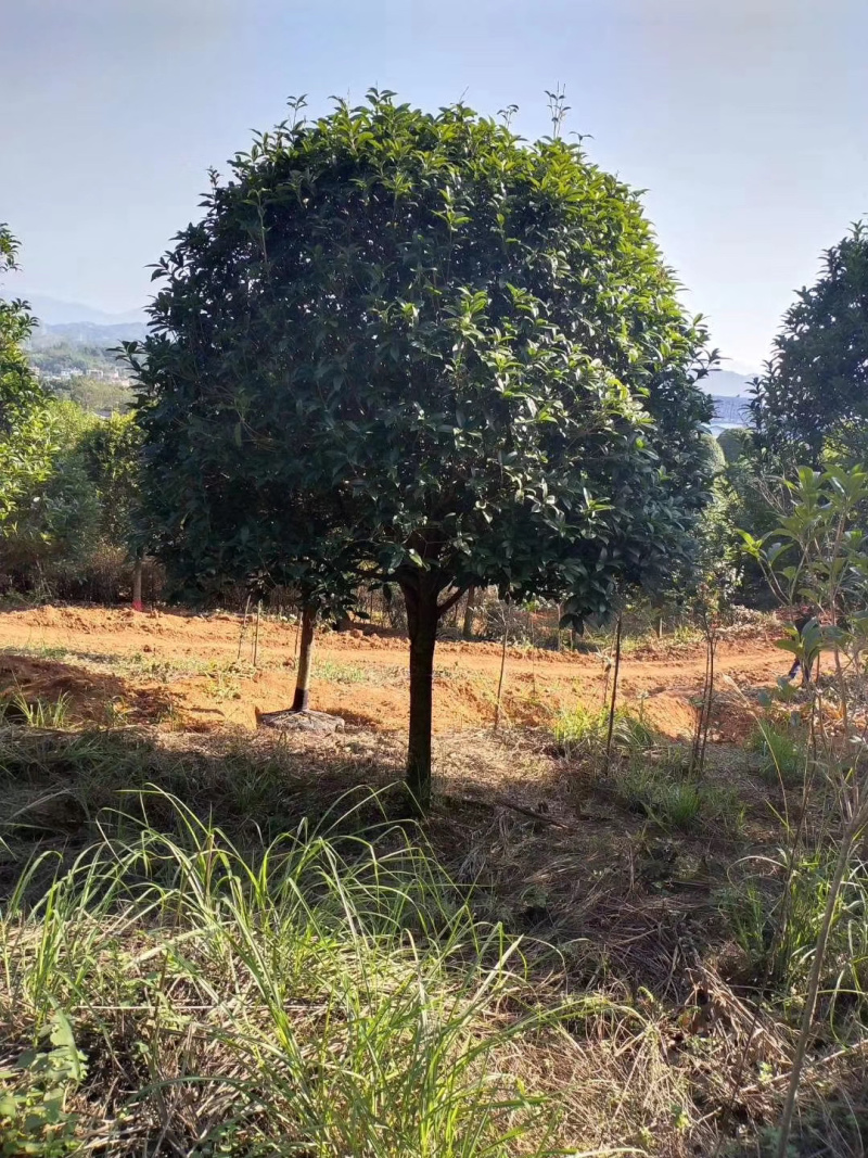 苗木基地直供10-15公分桂花