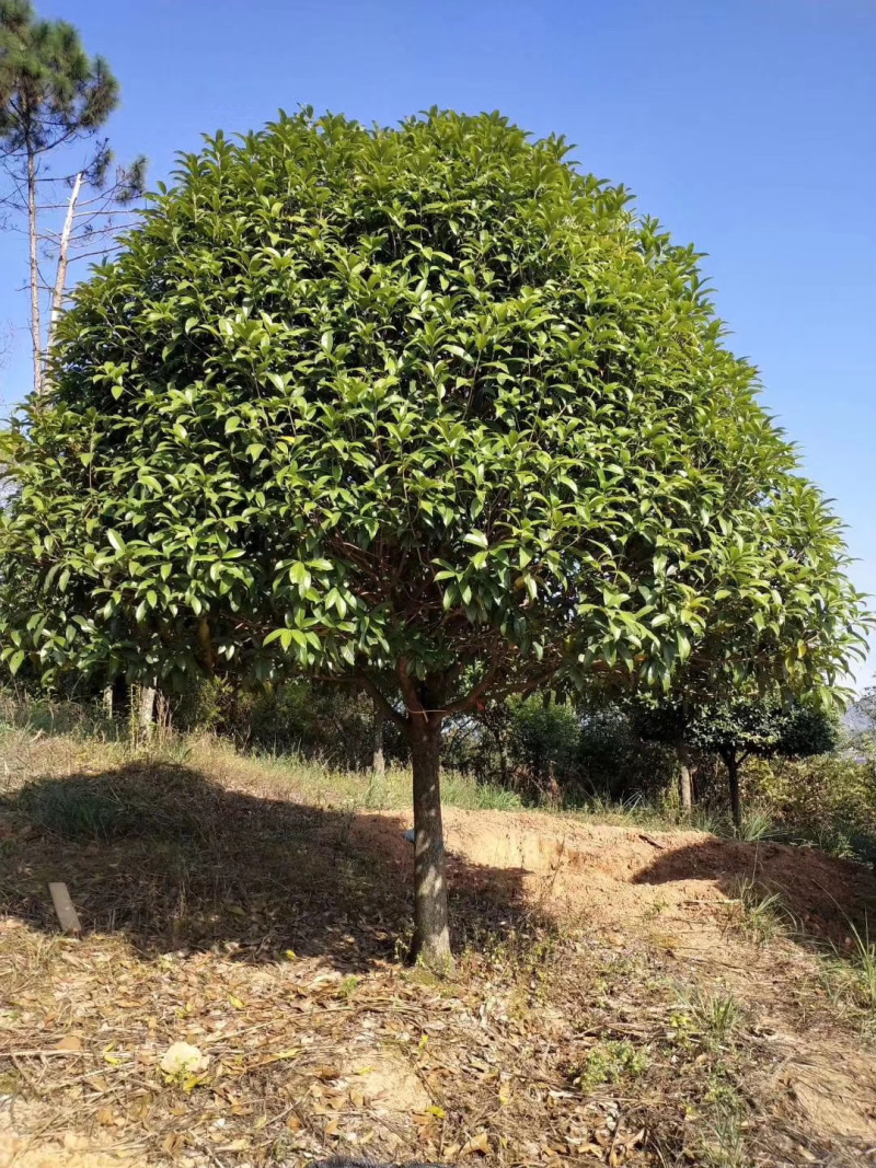 苗木基地直供10-15公分桂花