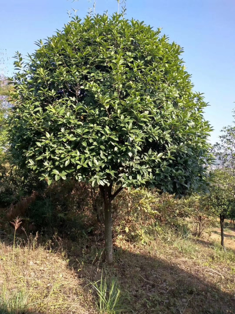 苗木基地直供10-15公分桂花