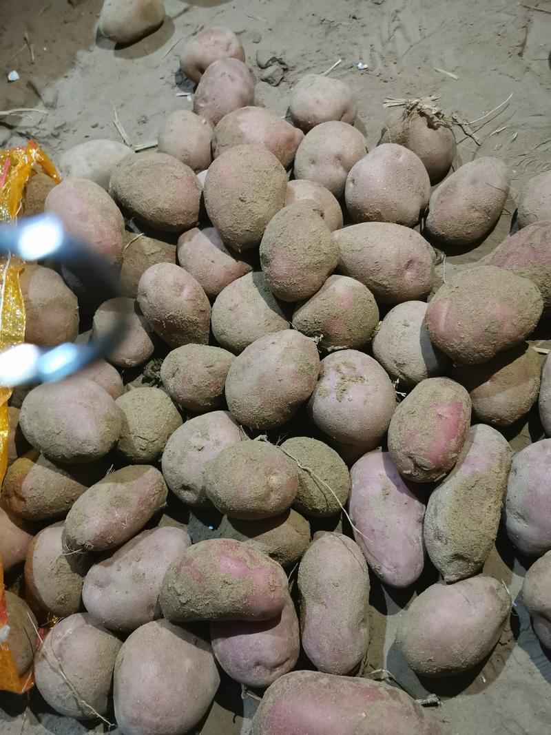 【推荐】红皮土豆陕西榆林个大饱满保质保量欢迎来电咨询