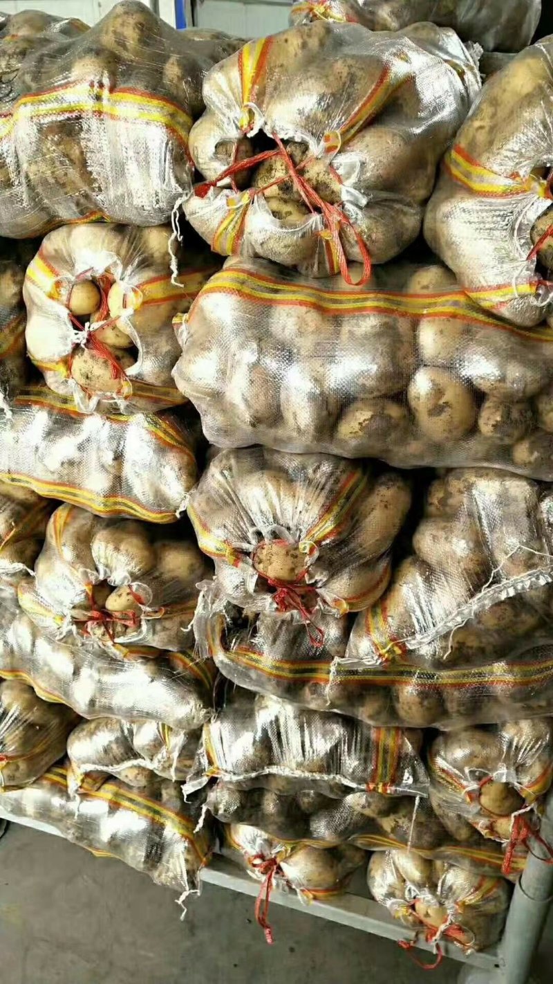 荷兰十五土豆批发价格山东土豆价格平度土豆价格