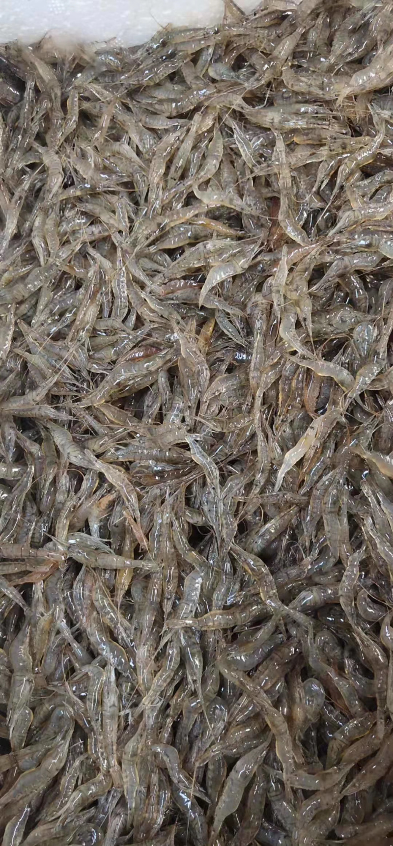 河虾，2公分以下，一手货源，产地直销，全国发货