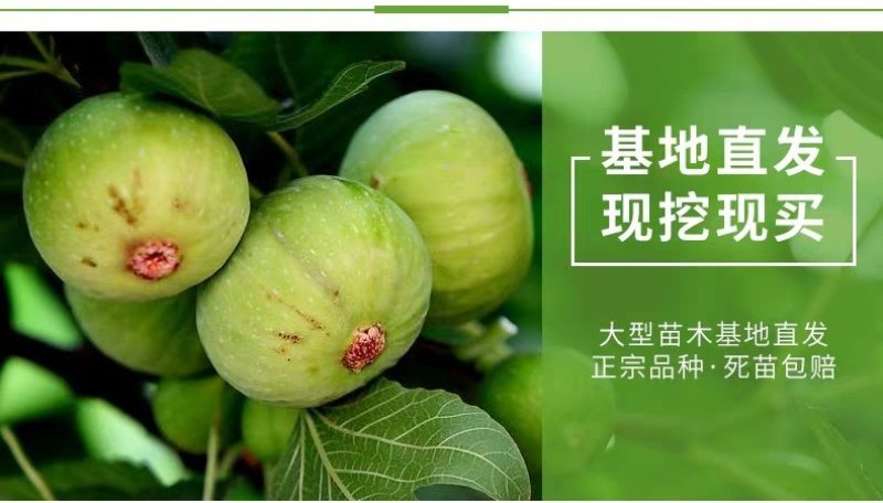 无花果苗波姬红无花果苗盆栽地栽南北方种植无花果树果苗