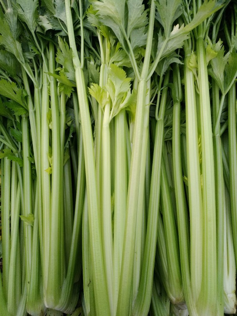 精品蔬菜芹菜常年有货