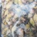【白婵】白蝉活体速冻瓶装加水速冻，各种规格，质量保证欢迎选购