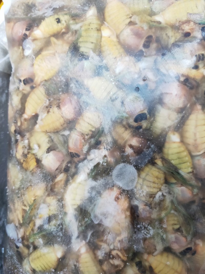 【白婵】白蝉活体速冻瓶装加水速冻，各种规格，质量保证欢迎选购