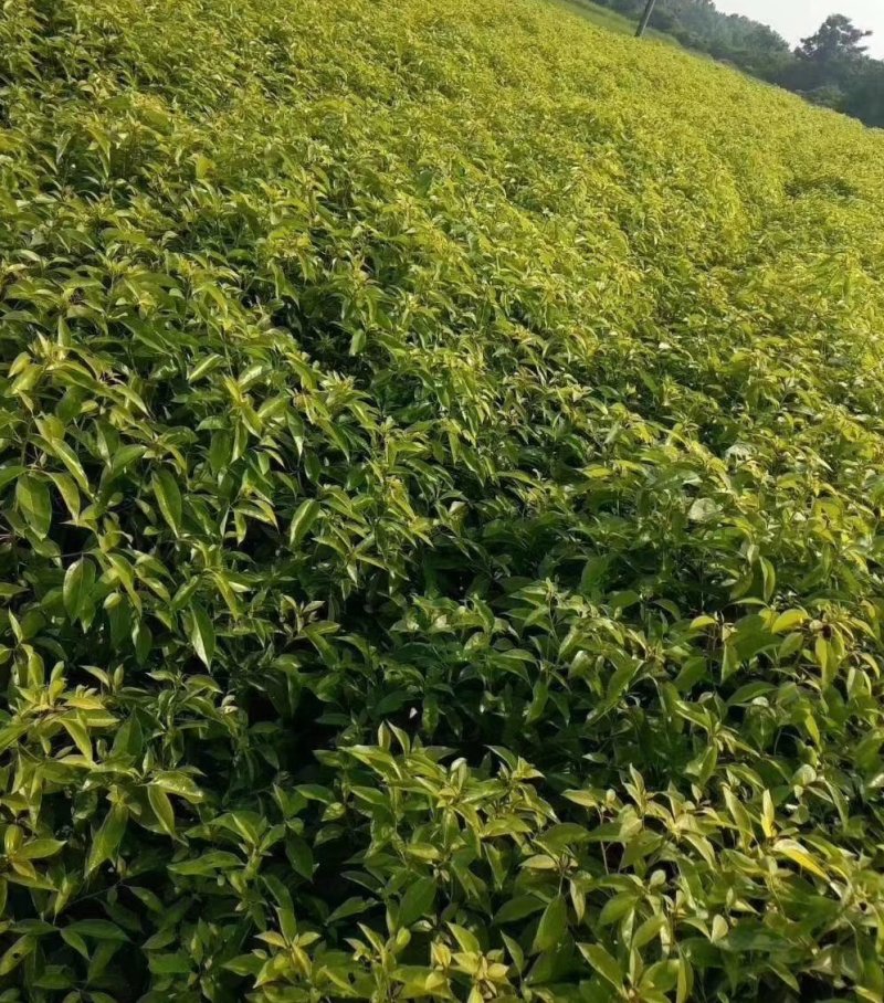 栾树5公分，栾树小苗，8公分栾树