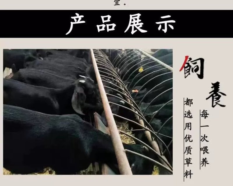 萨福克绵羊，杜泊绵羊，小尾寒羊免费提供养殖技术。