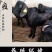 萨福克绵羊，杜泊绵羊，小尾寒羊免费提供养殖技术。