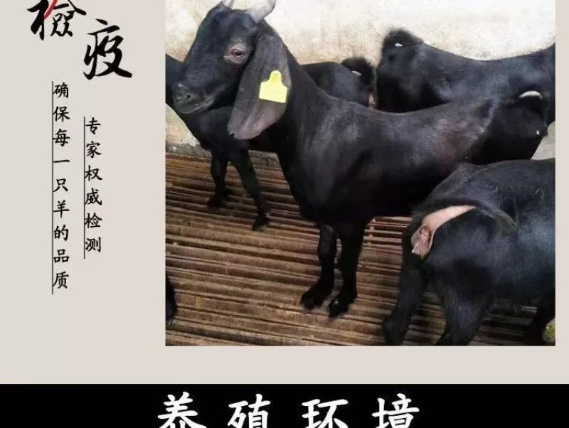 萨福克绵羊，杜泊绵羊，小尾寒羊免费提供养殖技术。