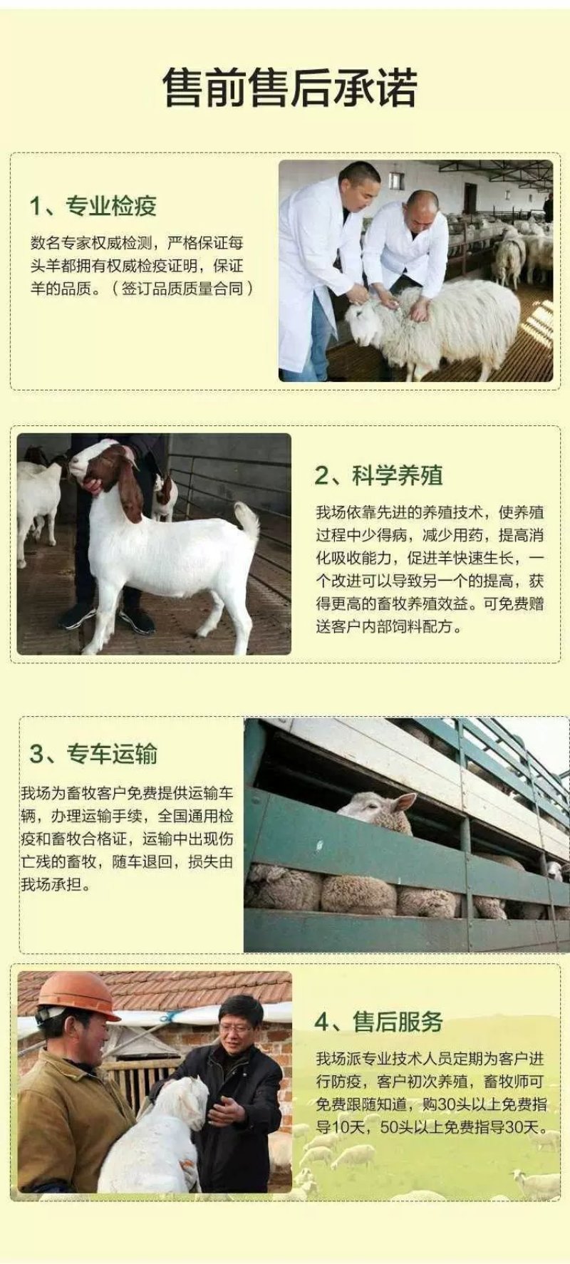 萨福克绵羊，杜泊绵羊，小尾寒羊免费提供养殖技术。