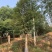 15公分杜英基地直发量大从优一条龙服务