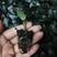 黑金刚印度榕橡胶树花卉盆栽观叶植物盆栽组培苗