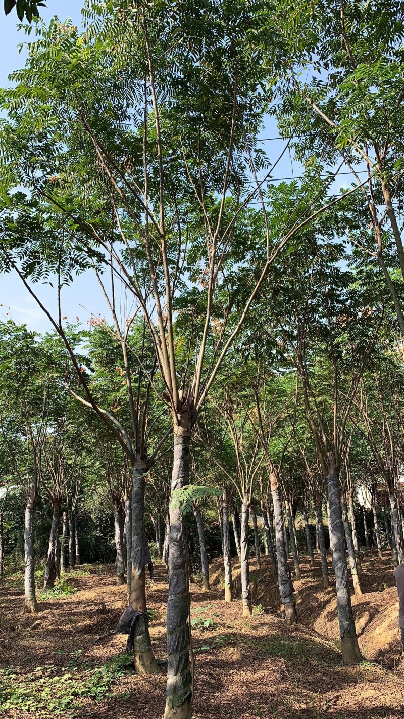 15-18公分栾树，截杆发帽两年