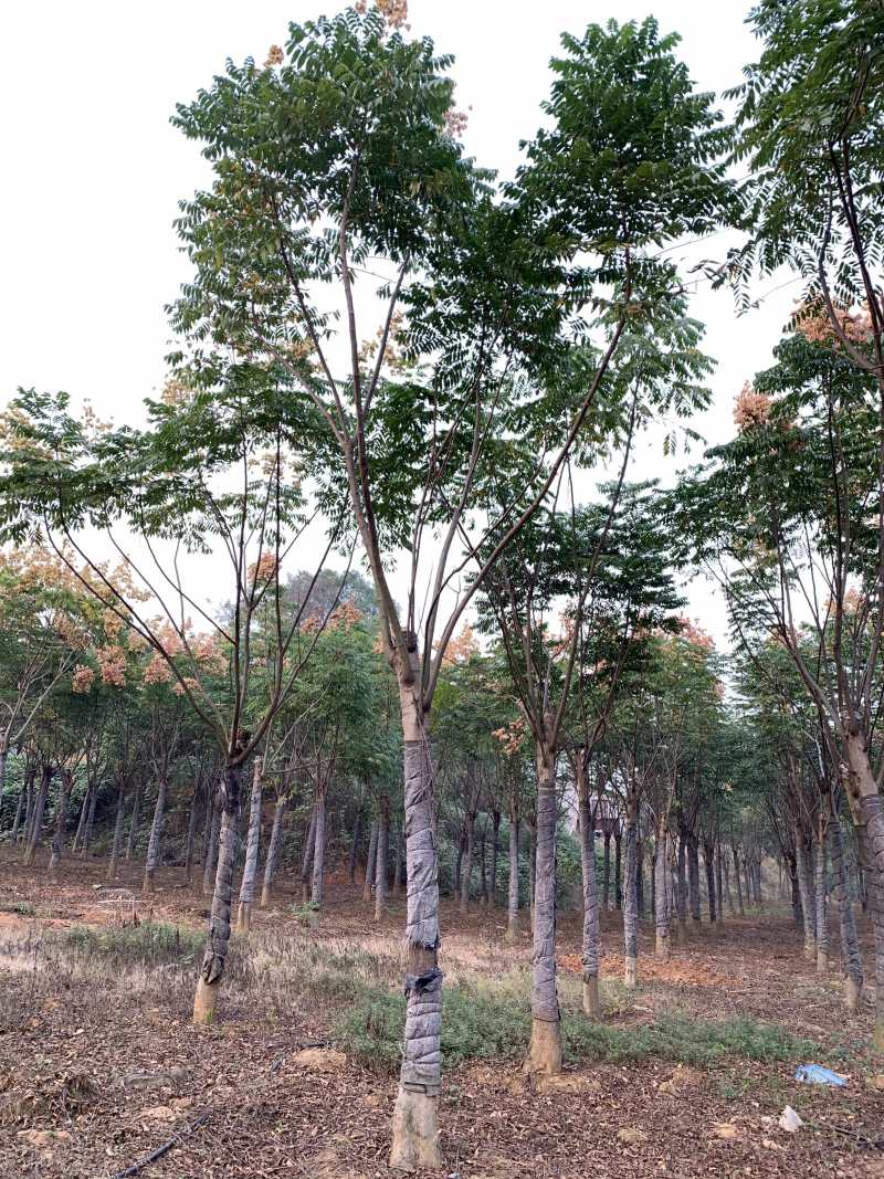15-18公分栾树，截杆发帽两年