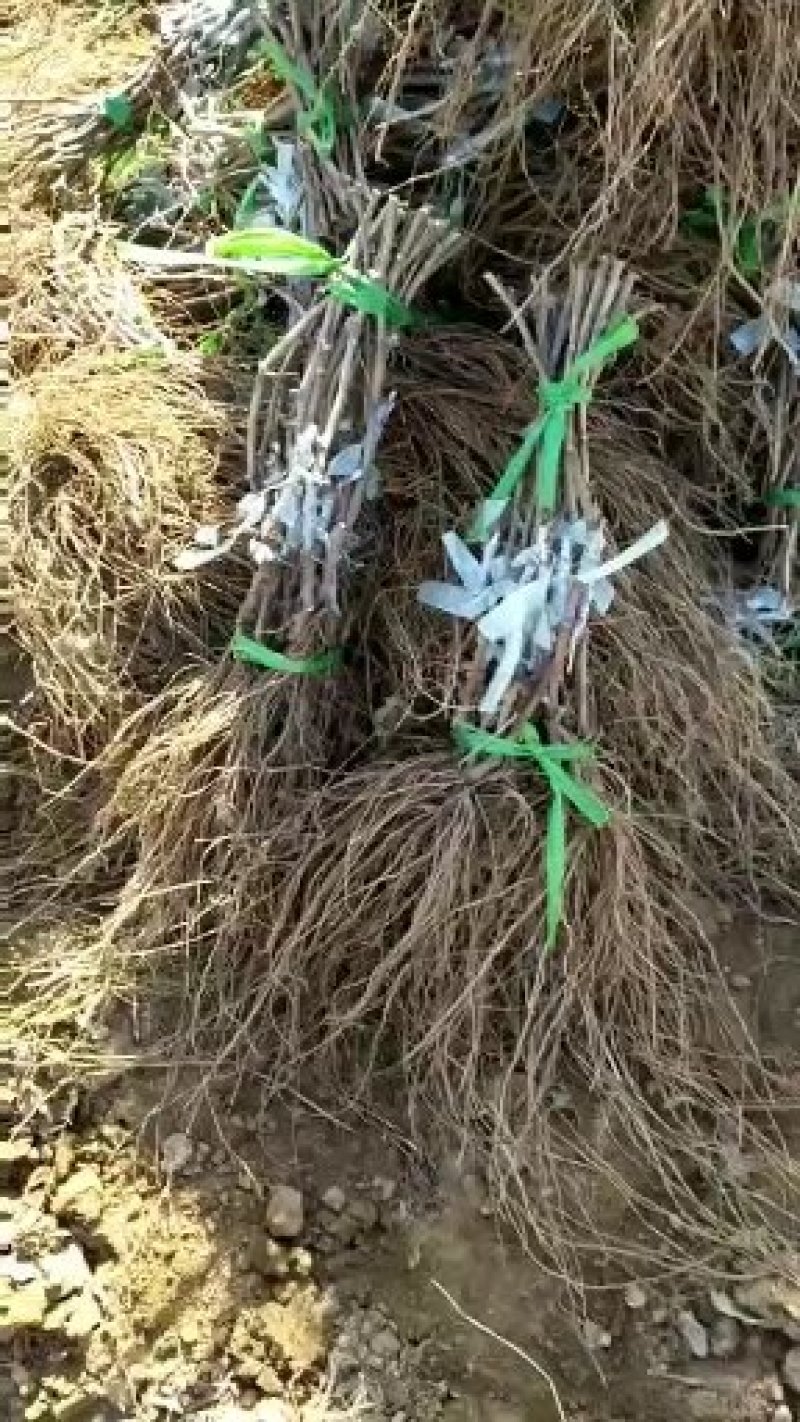 浪漫红颜葡萄苗/纯度、质量高/技术指导/可签合同/现挖现发